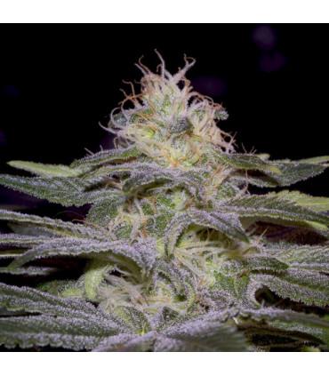 Sensi Star (Paradise Seeds)