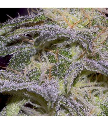 Sensi Star (Paradise Seeds)