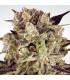 Durga Mata ll CBD (Paradise Seeds)