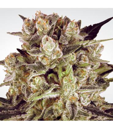 Durga Mata ll CBD (Paradise Seeds)