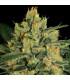 Durga Mata ll CBD (Paradise Seeds)