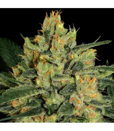 Durga Mata ll CBD (Paradise Seeds)