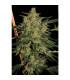 Nebula ll CBD (Paradise Seeds)