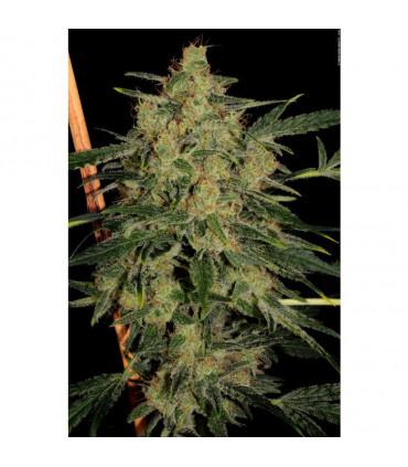 Nebula ll CBD (Paradise Seeds)