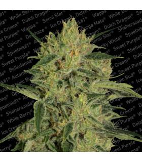 Nebula ll CBD (Paradise Seeds)