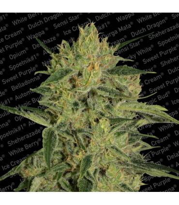 Nebula ll CBD (Paradise Seeds)
