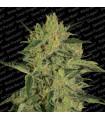 Nebula ll CBD