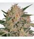 Nebula ll CBD (Paradise Seeds)