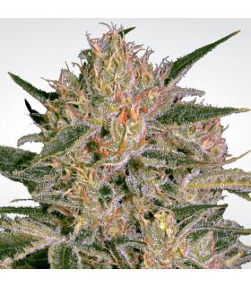 Nebula ll CBD (Paradise Seeds)