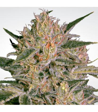 Nebula ll CBD (Paradise Seeds)
