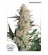 Critical Orange Punch (Dutch Passion)