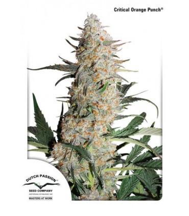 Critical Orange Punch (Dutch Passion)