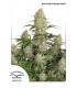 Auto Critical Orange Punch (Dutch Passion)