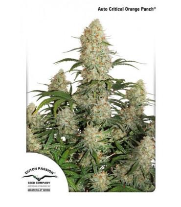 Auto Critical Orange Punch (Dutch Passion)