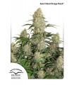 Auto Critical Orange Punch