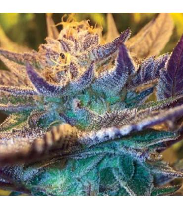 Girl Scout Cookies Auto (Garden of Green)