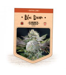 Blue Dream (Garden of Green)