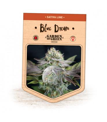 Blue Dream (Garden of Green)