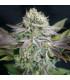 Blue Dream (Garden of Green)