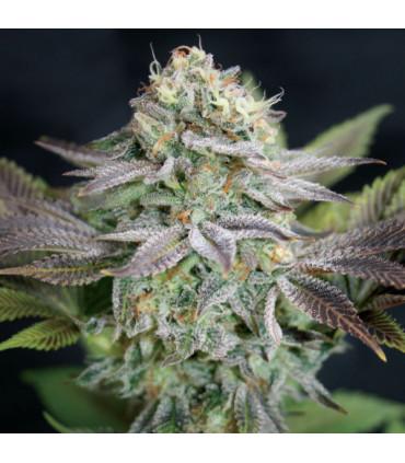 Blue Dream (Garden of Green)