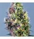 Super Pineapple Haze  (Garden of Green)