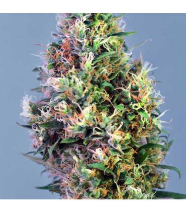 Super Pineapple Haze  (Garden of Green)