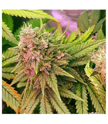 Bubblelicious Auto