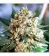 Northern Lights Auto