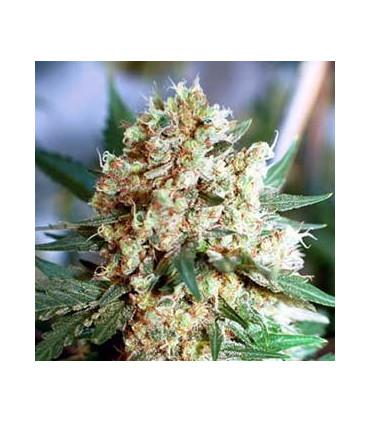 Northern Lights Auto