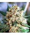 Northern Light Auto