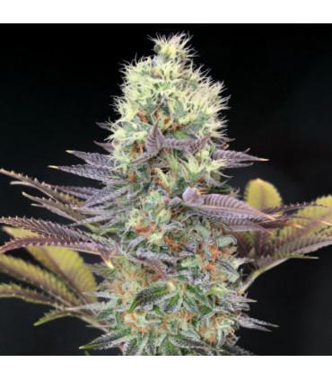Cali Bay Dream (Garden of Green)