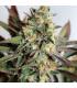 Girl Scout Cookies (Garden of Green)