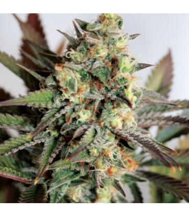 Girl Scout Cookies (Garden of Green)