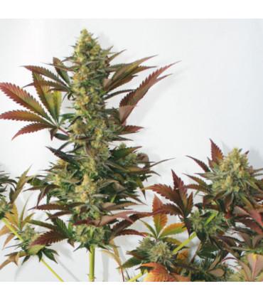 Larry's Lemon OG (Garden of Green)