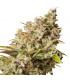 Royal Gorilla (Royal Queen Seeds)