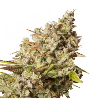 Royal Gorilla (Royal Queen Seeds)