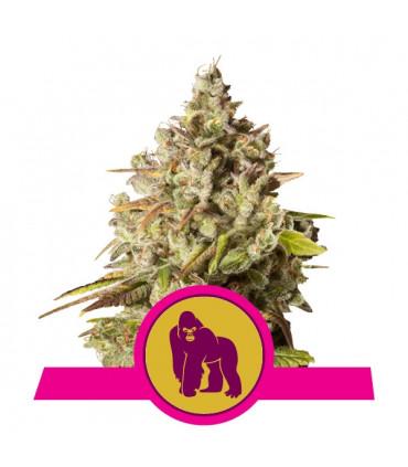 Royal Gorilla (Royal Queen Seeds)