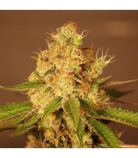 Diesel Auto (G13 Labs)