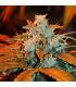 Berry Auto (G13 Labs)