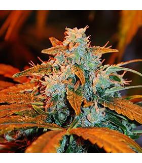 Berry Auto (G13 Labs)