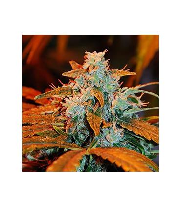 Berry Auto (G13 Labs)