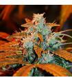 Berry Auto