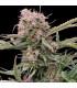 Gigabud Auto (G13 Labs)