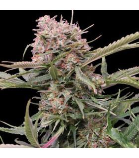 Gigabud Auto (G13 Labs)