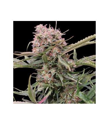 Gigabud Auto (G13 Labs)