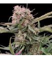 Gigabud Auto