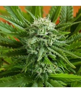 Pineapple Express Auto (G13 Labs)