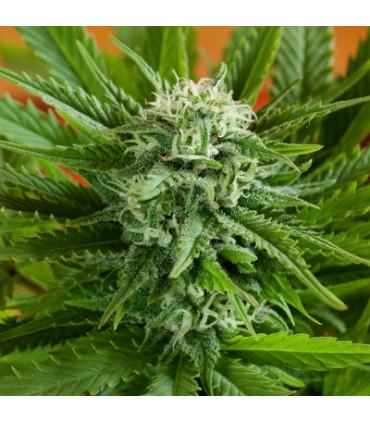 Pineapple Express Auto (G13 Labs)