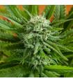 Pineapple Express Auto