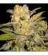 Northern Light Auto (G13 Labs)